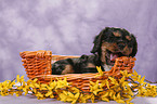 Cavalier King Charles Spaniel