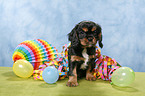 Cavalier King Charles Spaniel