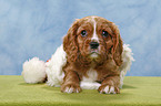 Cavalier King Charles Spaniel