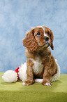 Cavalier King Charles Spaniel