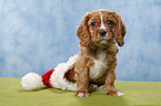 Cavalier King Charles Spaniel