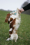 Cavalier King Charles Spaniel