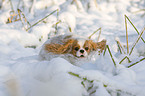 Cavalier King Chalres Spaniel in snow