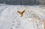 Cavalier King Chalres Spaniel in snow