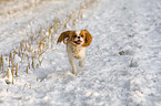 Cavalier King Chalres Spaniel in snow