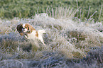 Cavalier King Chalres Spaniel in snow