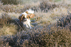 Cavalier King Chalres Spaniel in snow