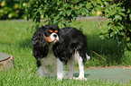 Cavalier King Charles Spaniel