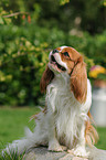 sitting Cavalier King Charles Spaniel