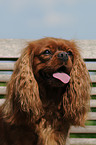 Cavalier King Charles Spaniel Portrait