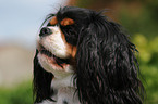 Cavalier King Charles Spaniel Portrait