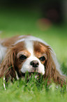 Cavalier King Charles Spaniel