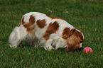 Cavalier King Charles Spaniel