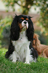 sitting Cavalier King Charles Spaniel