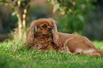 Cavalier King Charles Spaniel