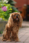 sitting Cavalier King Charles Spaniel