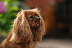 Cavalier King Charles Spaniel Portrait