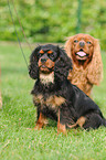 Cavalier King Charles Spaniel