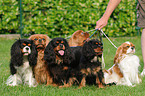 Cavalier King Charles Spaniels