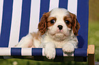 Cavalier King Charles Puppy