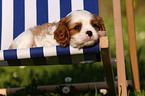 Cavalier King Charles Puppy