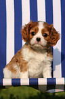 Cavalier King Charles Puppy