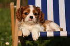 Cavalier King Charles Puppy