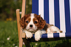 Cavalier King Charles Puppy