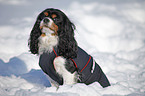 Cavalier King Charles Spaniel