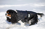 Cavalier King Charles Spaniel