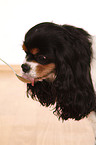 Cavalier King Charles Spaniel