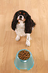 Cavalier King Charles Spaniel