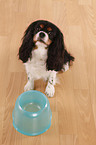 Cavalier King Charles Spaniel