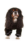 Cavalier King Charles Spaniel