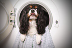 Cavalier in washing machine