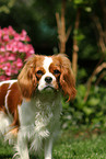 Cavalier King Charles Spaniel Portrait