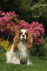 sitting Cavalier King Charles Spaniel