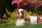 lying Cavalier King Charles Spaniel