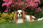 lying Cavalier King Charles Spaniel