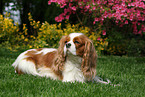 lying Cavalier King Charles Spaniel