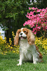 sitting Cavalier King Charles Spaniel