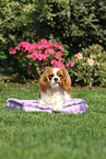 lying Cavalier King Charles Spaniel