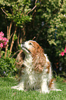 sitting Cavalier King Charles Spaniel