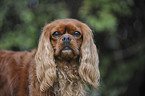 Cavalier King Charles Spaniel Portrait