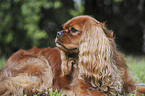 lying Cavalier King Charles Spaniel