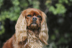 Cavalier King Charles Spaniel Portrait