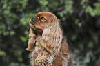 Cavalier King Charles Spaniel Portrait