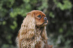 Cavalier King Charles Spaniel Portrait