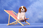 Cavalier King Charles Spaniel Puppy