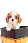 Cavalier King Charles Spaniel Puppy